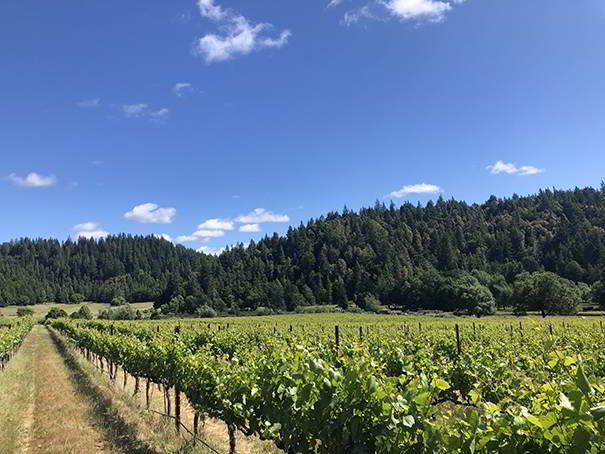 Comptche vineyard